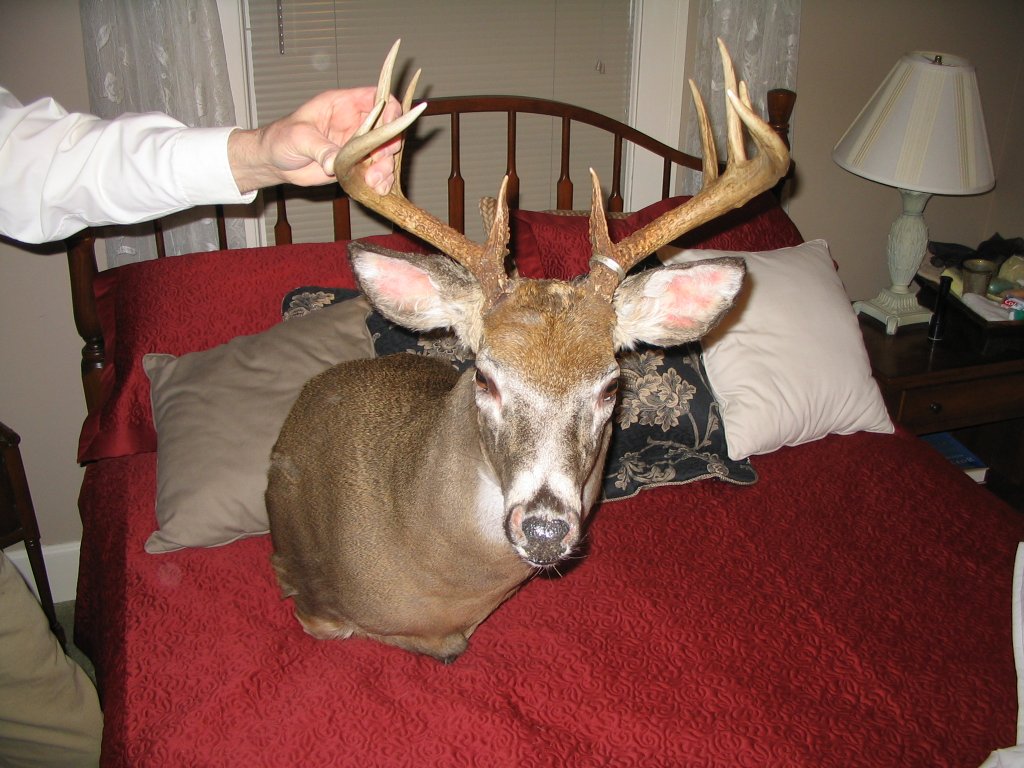 deer_mount_1 deer_mount_1