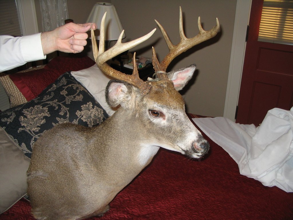 deer_mount_2 deer_mount_2