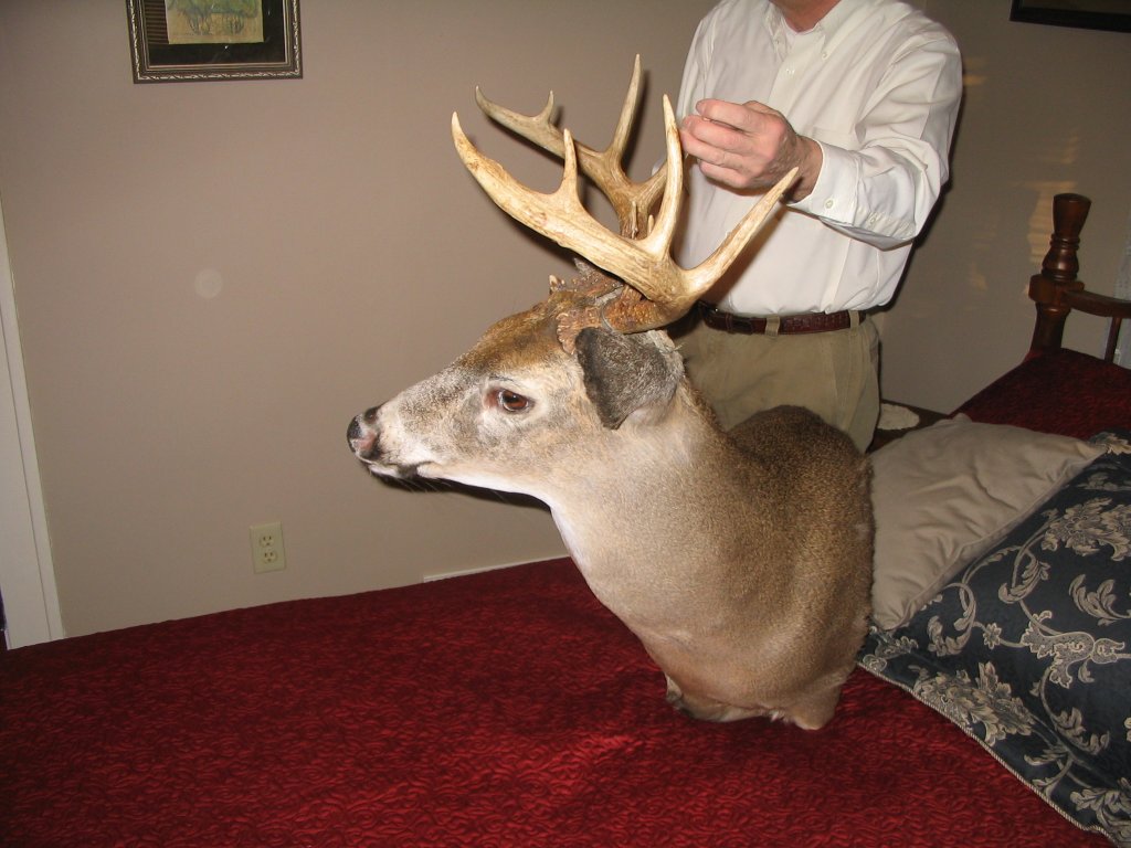 deer_mount_3 deer_mount_3